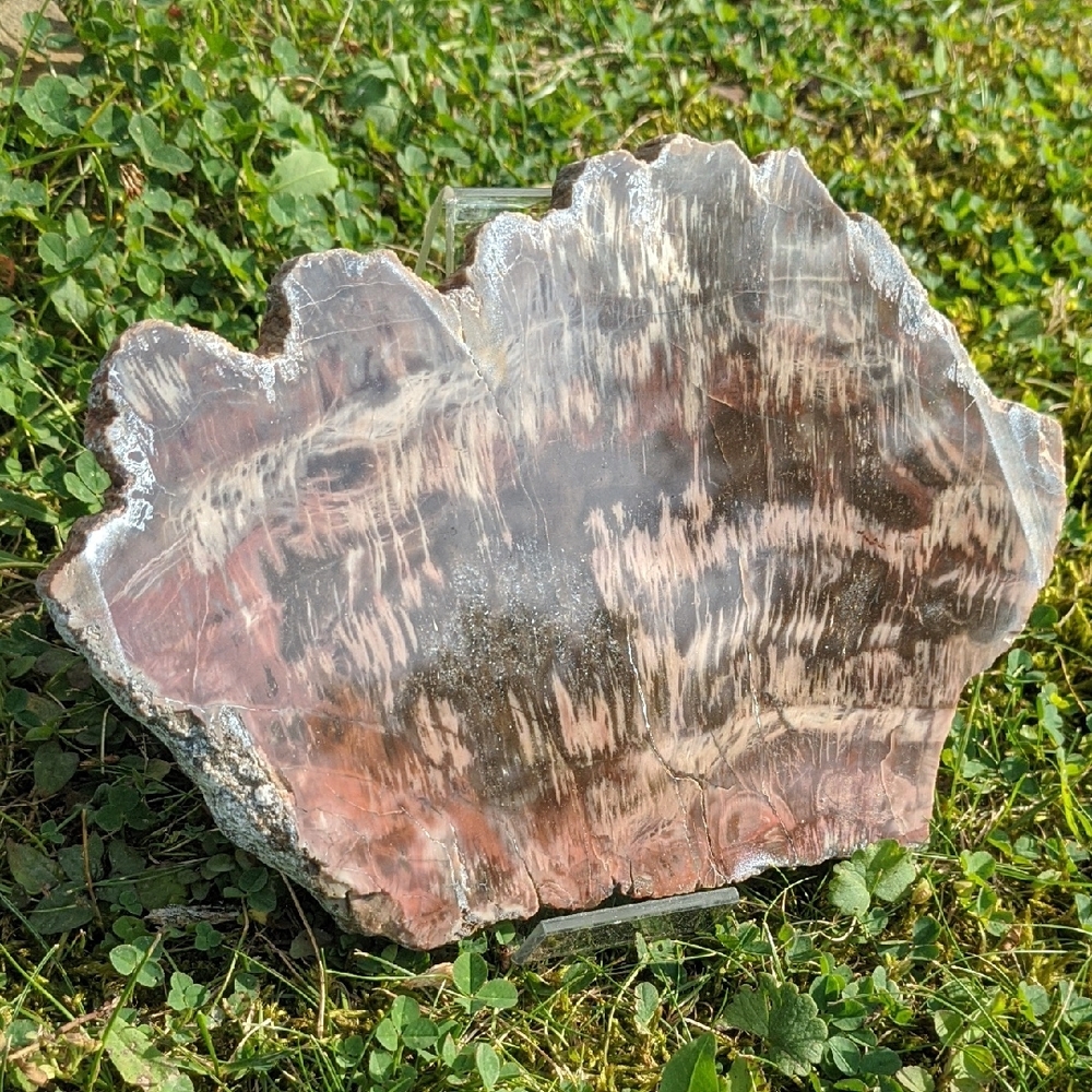 Petrified Wood Slab - Cabin Decor - Picture 1 of 4